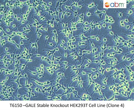 GALE Stable Knockout HEK293T Cell Line (Clone 4)