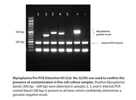 Mycoplasma Pro PCR Detection Kit