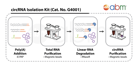 circRNA Isolation Kit