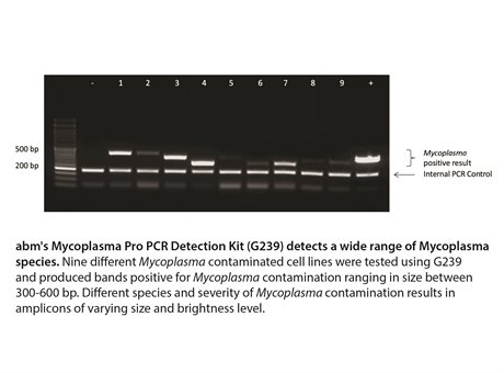 Mycoplasma PCR Detection & Elimination Kit
