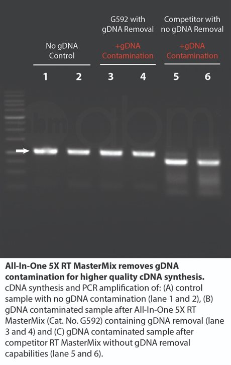 All-In-One 5X RT MasterMix with gDNA Removal