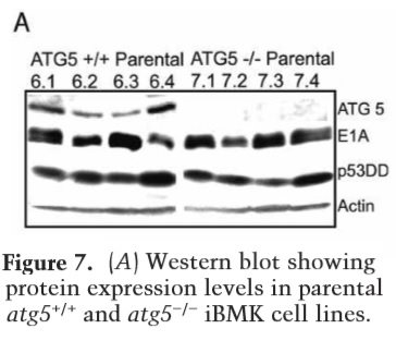 Atg5 Knockout Immortalized Mouse Kidney Epithelial Cell Line
