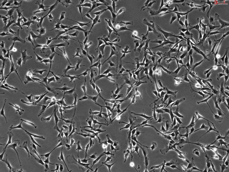 Bovine Dermal Fibroblasts