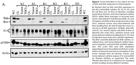 Bak Knockout Immortalized Mouse Kidney Epithelial Cell Line