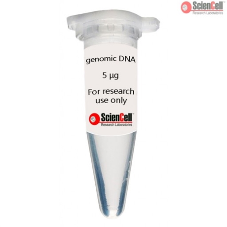 Human Uterine Fibroblast Genomic DNA, single donor