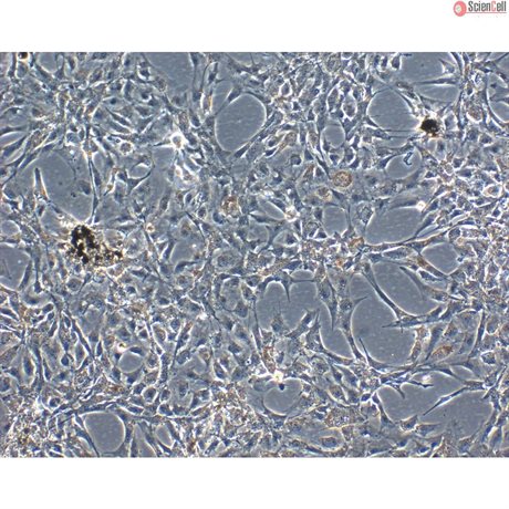 Bovine Iris Pigment Epithelial Cells