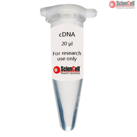 Human Skeletal Muscle Myoblast cDNA