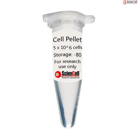 Human Preadipocyte-subcutaneous Cell Pellet