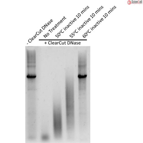 ClearCut DNase