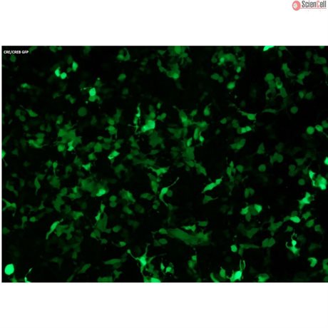 CRE/CREB GFP Reporter Vector