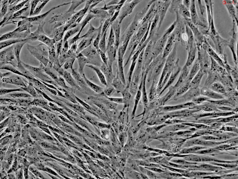 Dog Mesenchymal Stem Cells-adipose