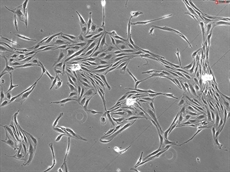 Extracellular Matrix (ECM) 3D Cell Culture, Collagen I Cell Culture Surface Coating Kit