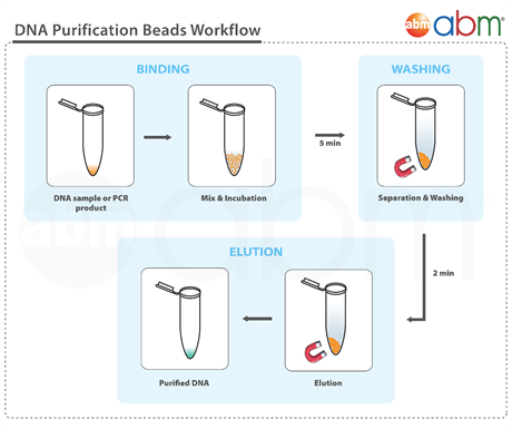 DNA Purification Magnetic Beads (5 ml)