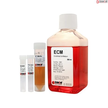 Human Endothelial Cell Medium-basal and phenol red free, 2x 500 ml