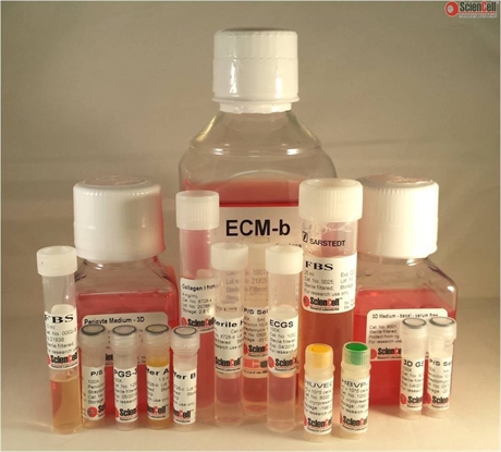 3D Endothelial–Pericyte Coculturing Kit