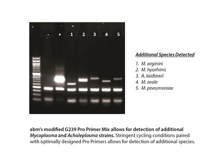 Mycoplasma Pro PCR Detection & Elimination Kit
