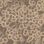 Cryopreserved Mouse Hepatocytes -Suspension grade. 