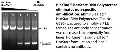BlasTaq HotStart DNA Polymerase
