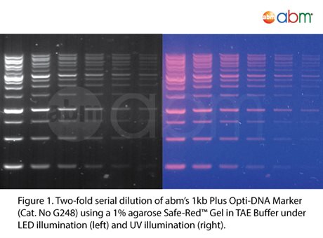 Safe-Red Gel
