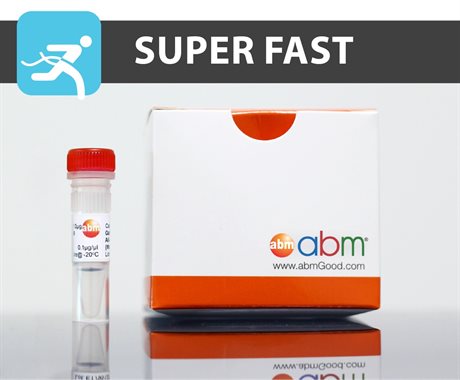 BlasTaq 2X PCR MasterMix