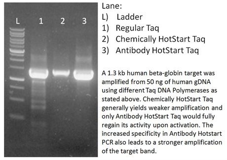 Anti-Taq Antibody