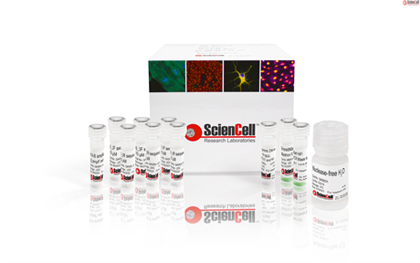 GeneQuery™ HLA-B PCR+Sanger SBT Typing Kit