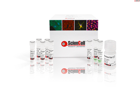 GeneQuery™ HLA-DRB1 PCR+Sanger SBT Typing Kit
