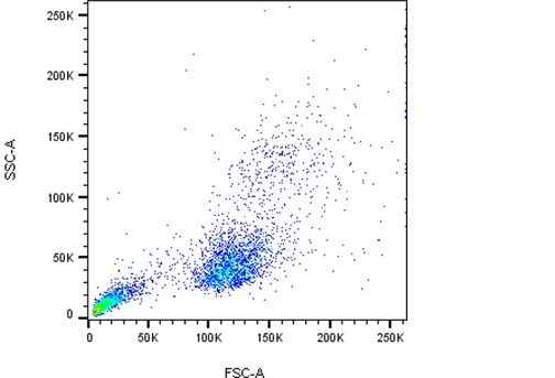 Fresh Human PBMCs, 100 million cells/vial, Single donor.