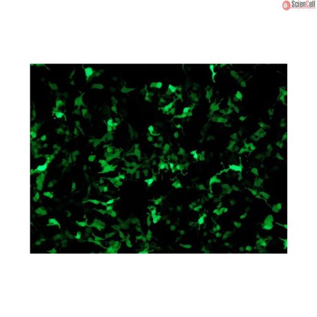 HRE GFP Reporter Vector