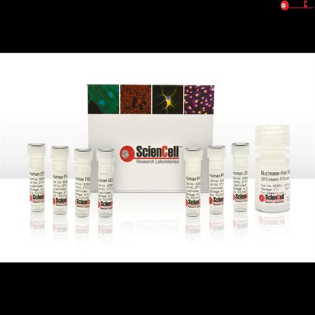 Human Mesenchymal Stem Cell Adipogenesis Detection qPCR Kit