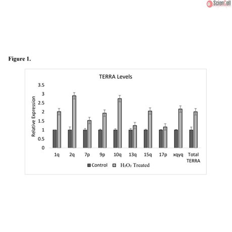 <strong>NEW!</strong> Human Telomeric repeat–containing RNA detection qPCR Kit