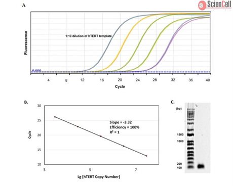 <b>NEW!</B> Human TERT DNA Copy Number Quantification qPCR Assay Kit