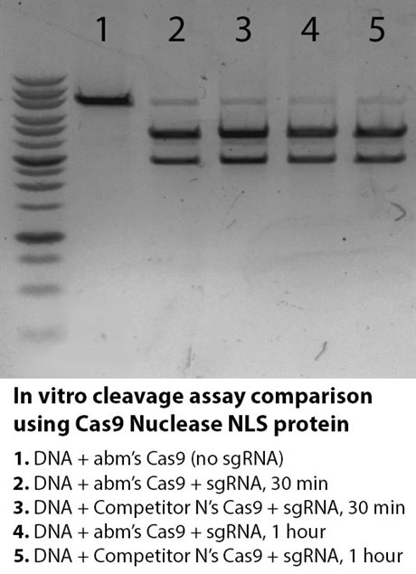 Cas9 Nuclease NLS Protein