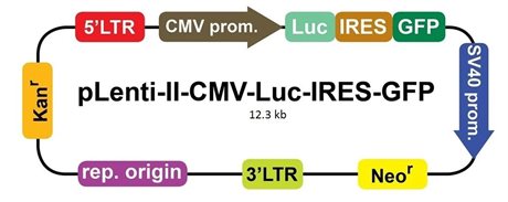 Luciferase (Luciola italica) Lentiviral Vector (CMV)(IRES-GFP)