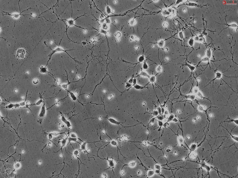 Mouse Neurons-hippocampal from CD1