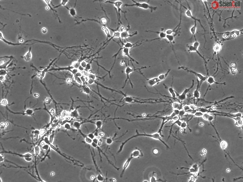 Mouse Neurons-dorsal spinal cord from C57BL/6