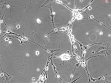 Mouse Neurons-spinal cord from C57BL/6