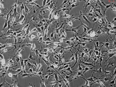 C57BL/6 Mouse Schwann Cells
