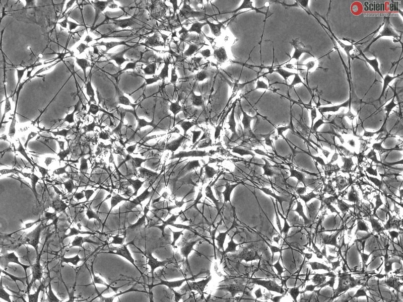 CD1 Mouse Schwann Cells