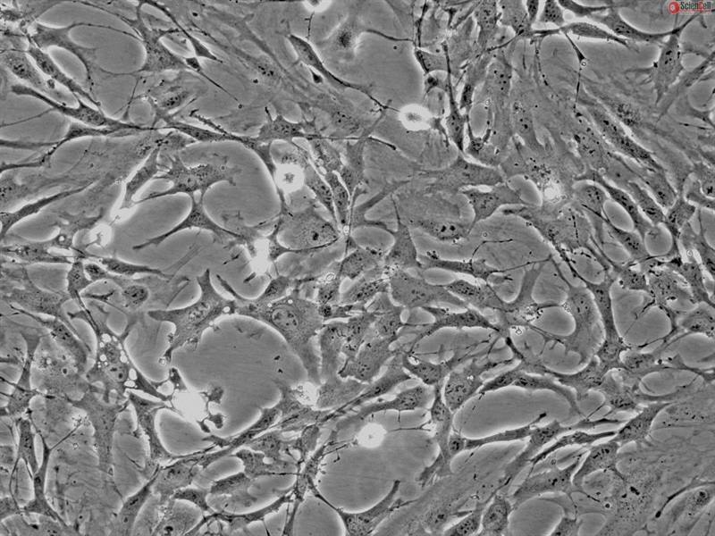 Mouse Astrocytes-cerebellar from CD1