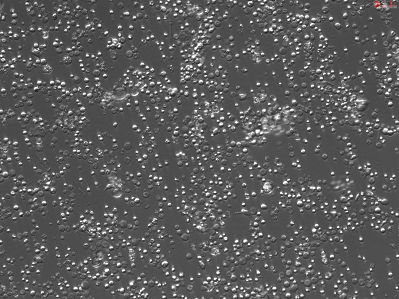 Mouse Bone Marrow Mononuclear Cells from C57BL/6