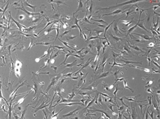 Mouse Dermal Fibroblasts from C57BL/6