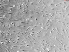 Mouse Salivary Gland Fibroblasts from C57BL/6