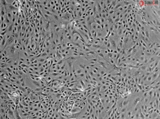 Mouse Renal Proximal Tubular Epithelial Cells from C57BL/6