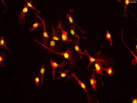 Mouse Hepatic Macrophages from C57BL/6