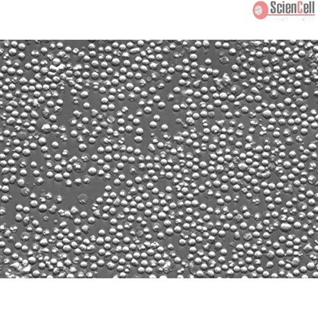 Mouse Splenocytes from CD1