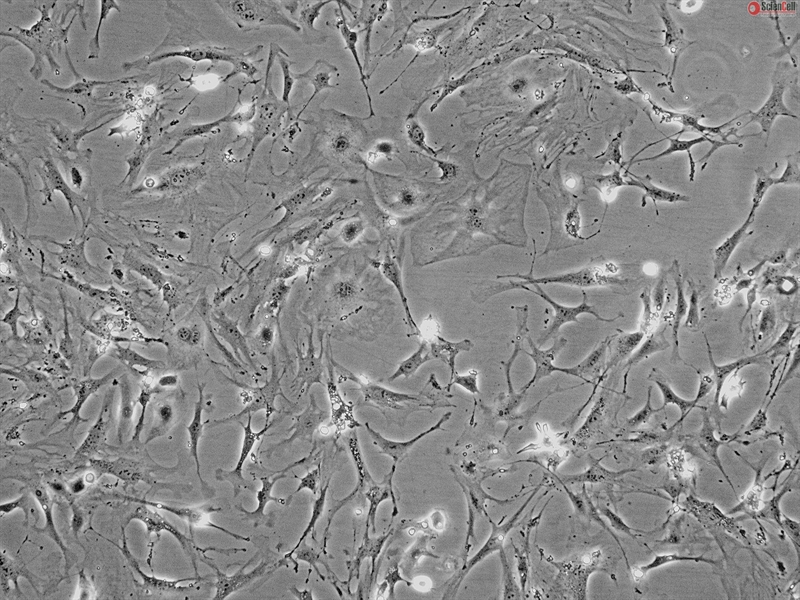 Mouse Cardiac Myocytes from C57BL/6