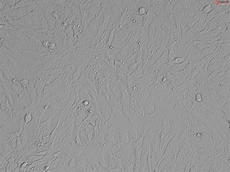 Mouse Embryonic Fibroblasts from C57BL/6