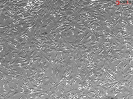 CD1 Mouse Embryonic Fibroblasts