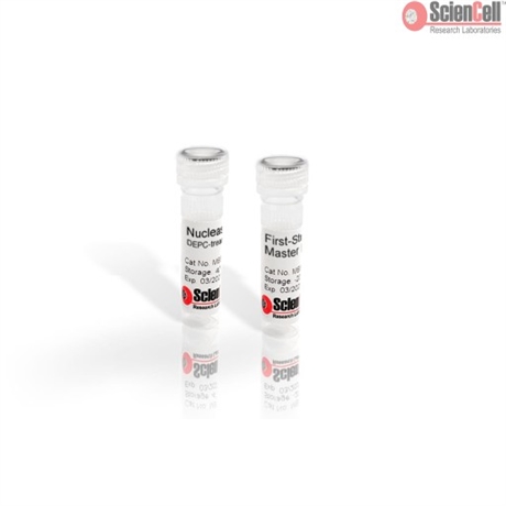 First-Strand cDNA Synthesis Master Mix, 4x